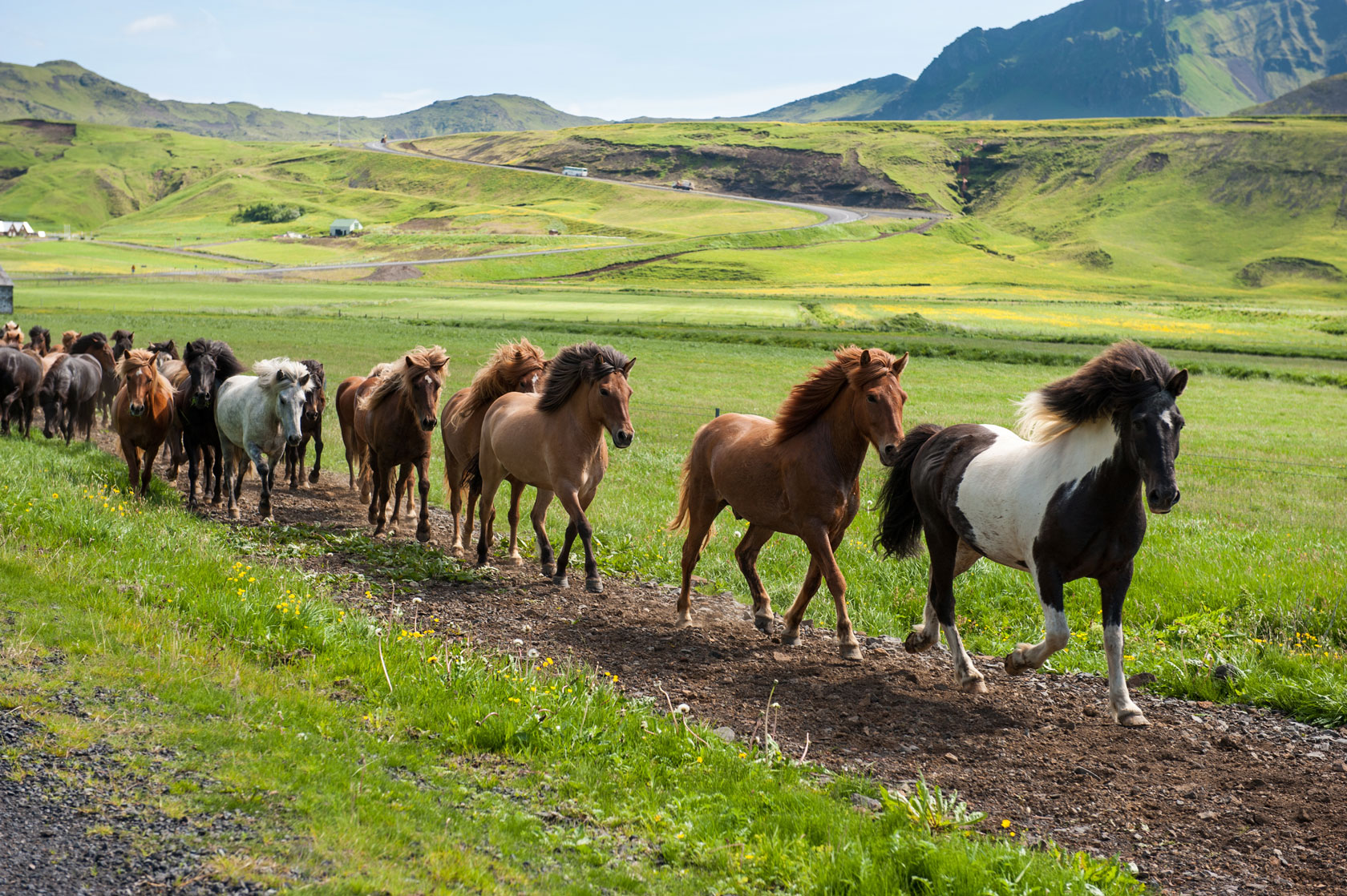 Icelandic horses galloping down a road, rural landscape, Iceland