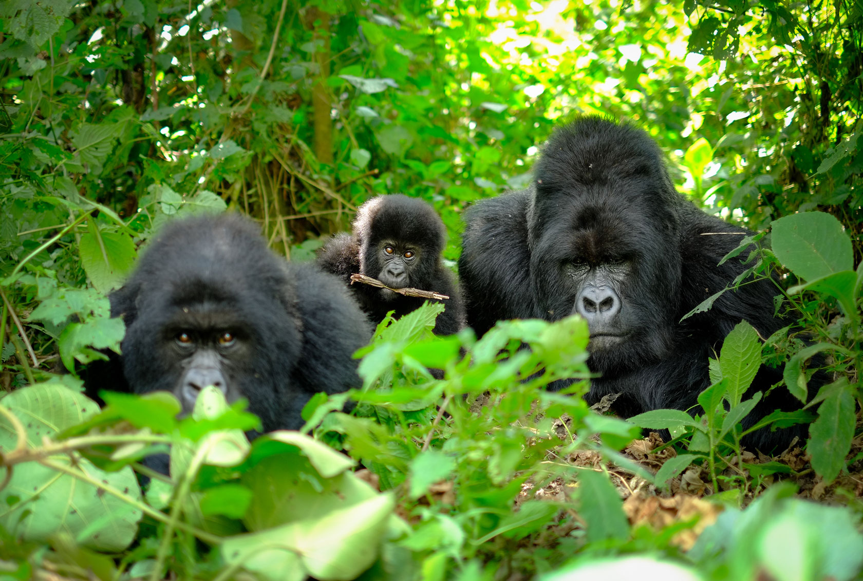 Family of mountain gorillas with a baby gorilla and a silverback in Rwanda.