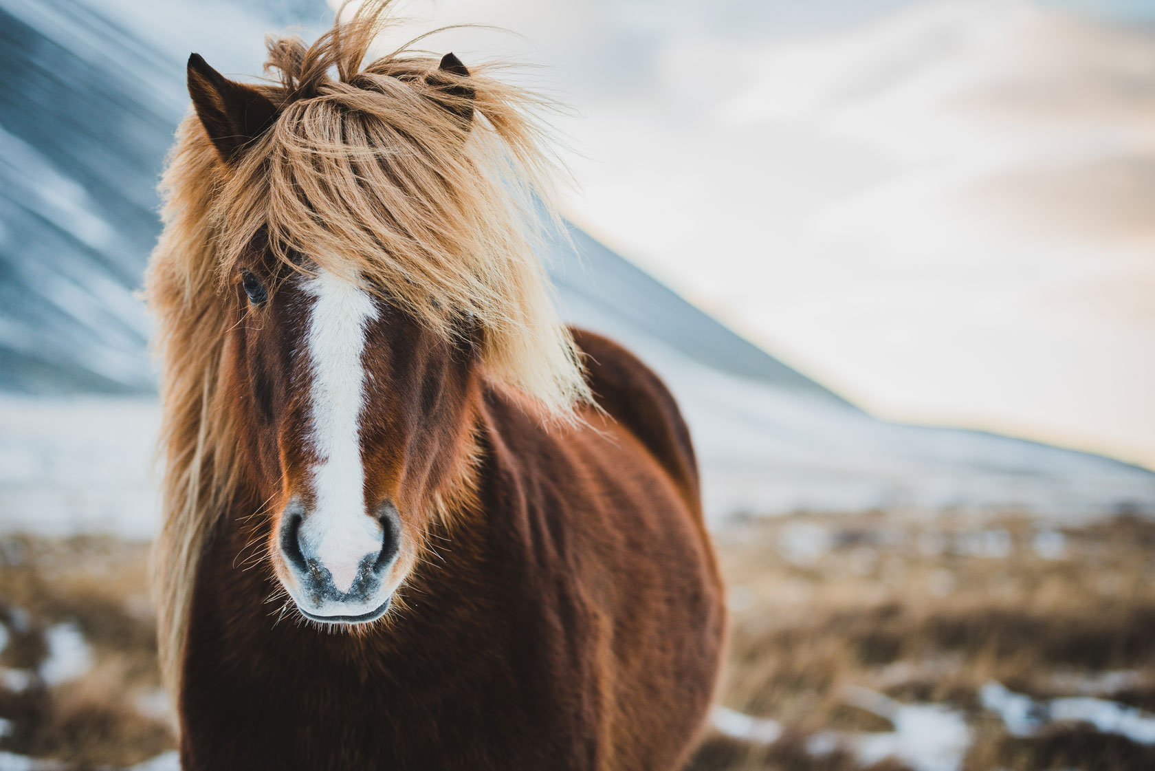 Iceland: New coat color found in Icelandic horse