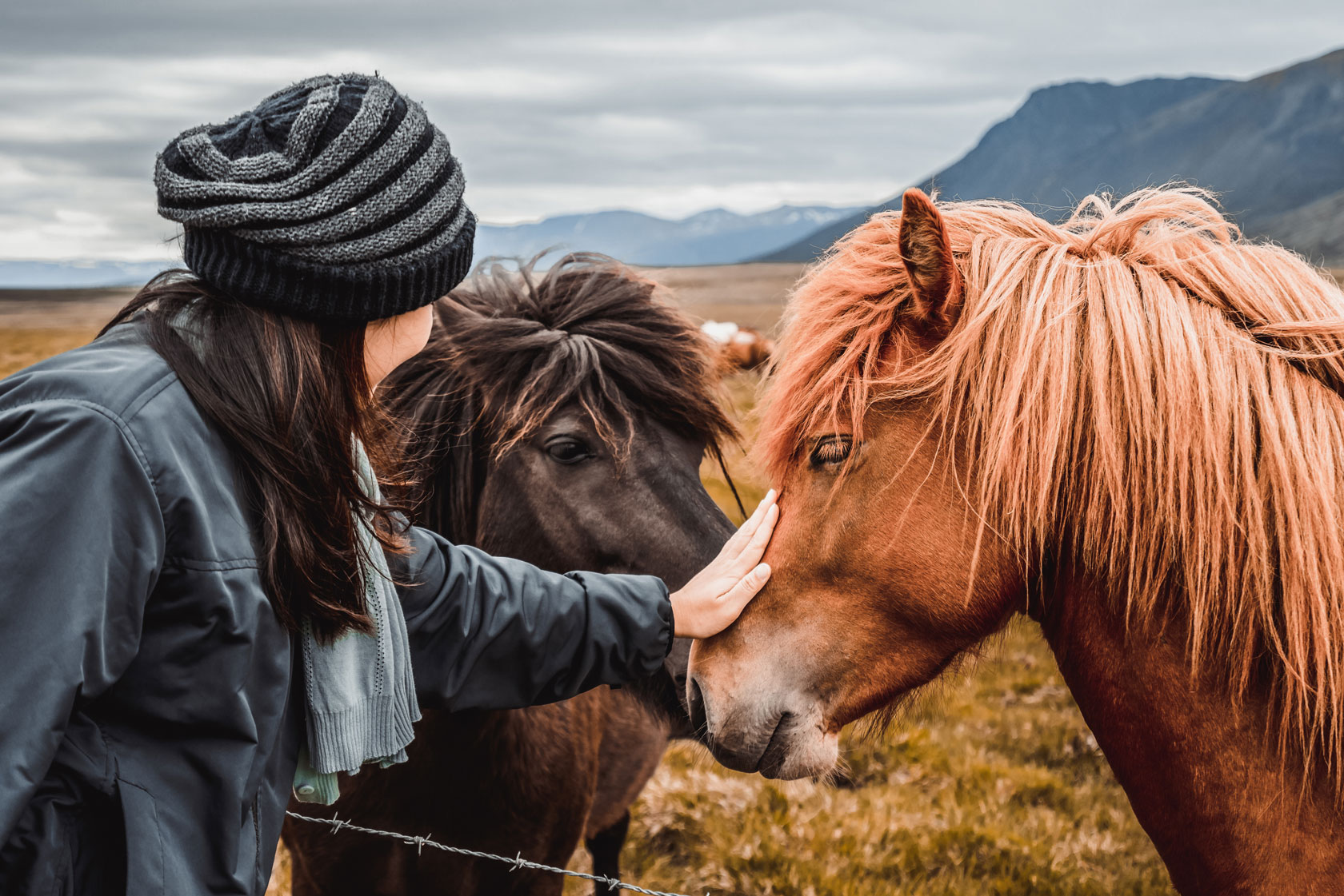 Icelandic horse in the field of scenic nature landscape of Iceland.