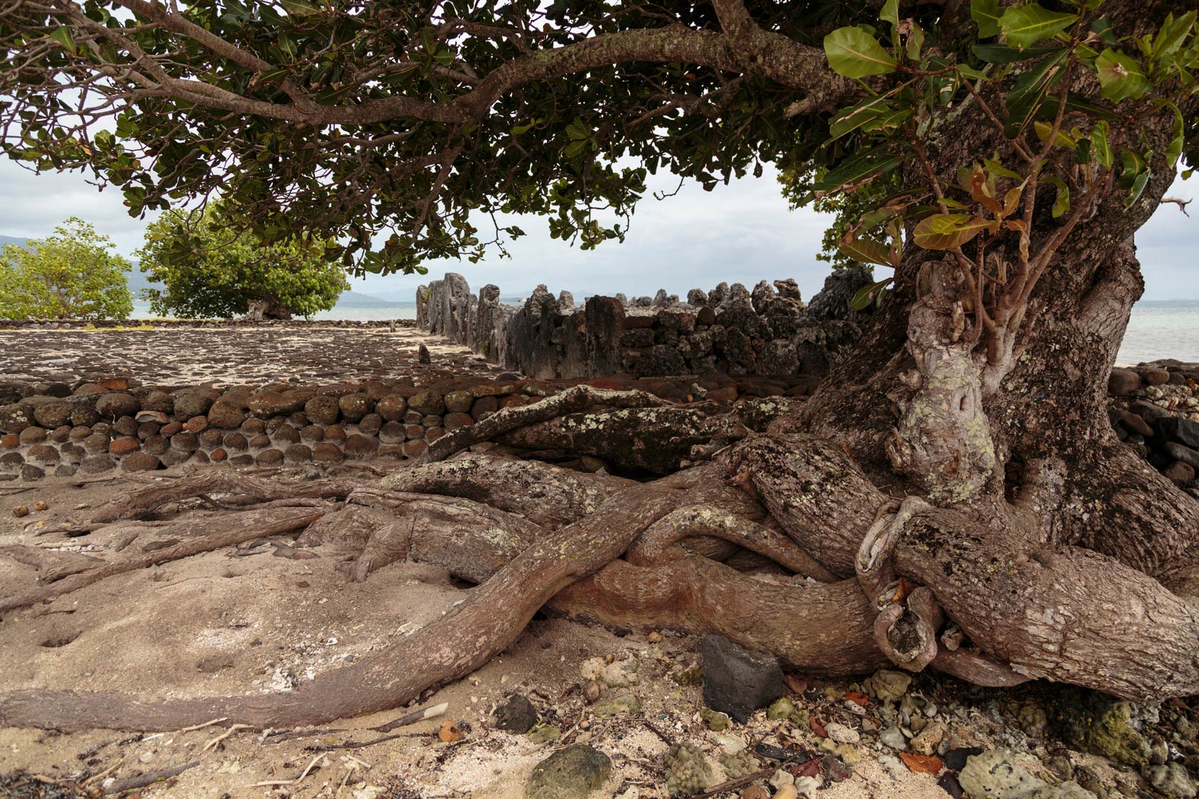 Tree and sacred stones at Taputapuatea Marae