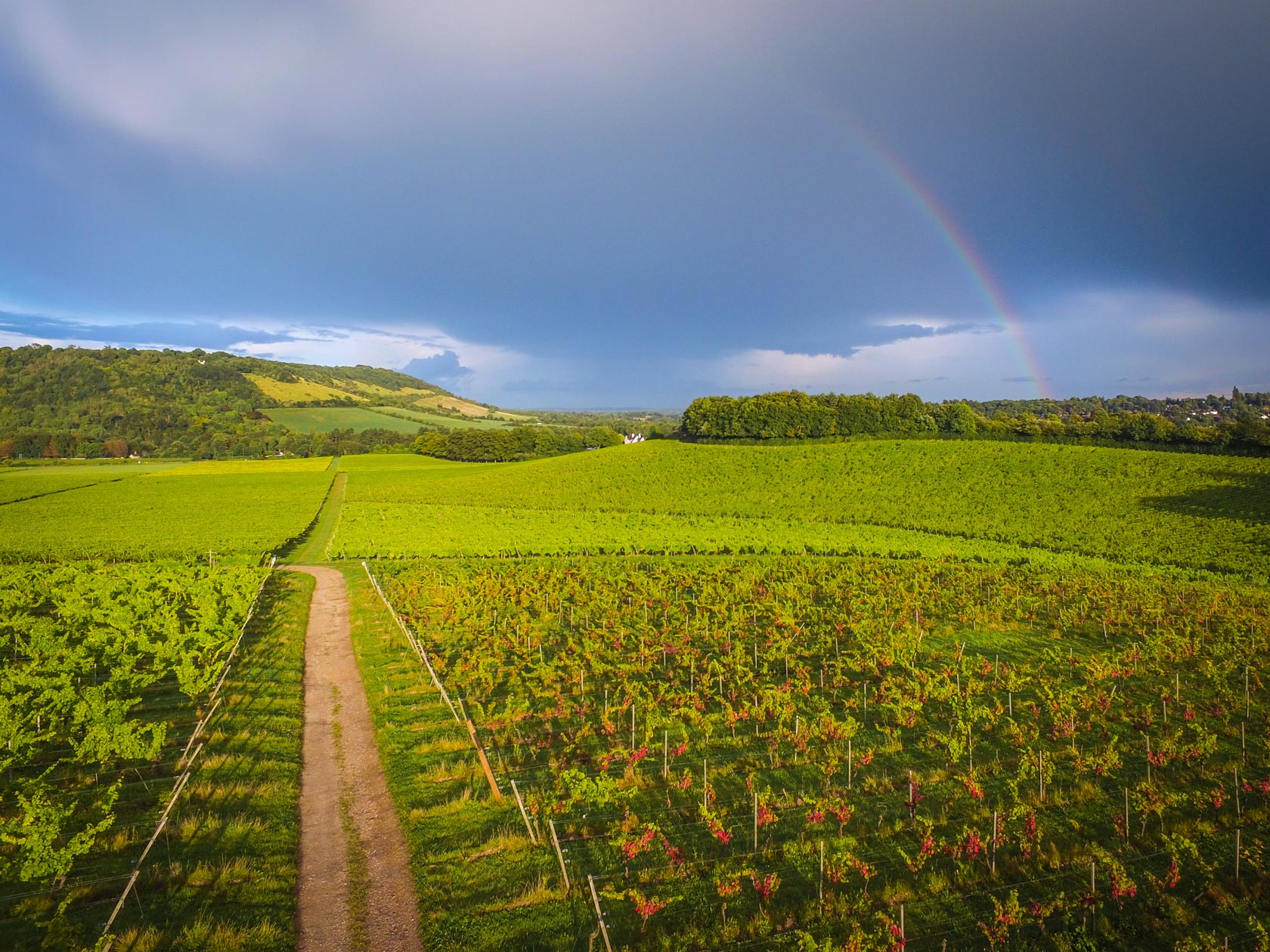 Surrey, UK Rows of vines in an English vineyard