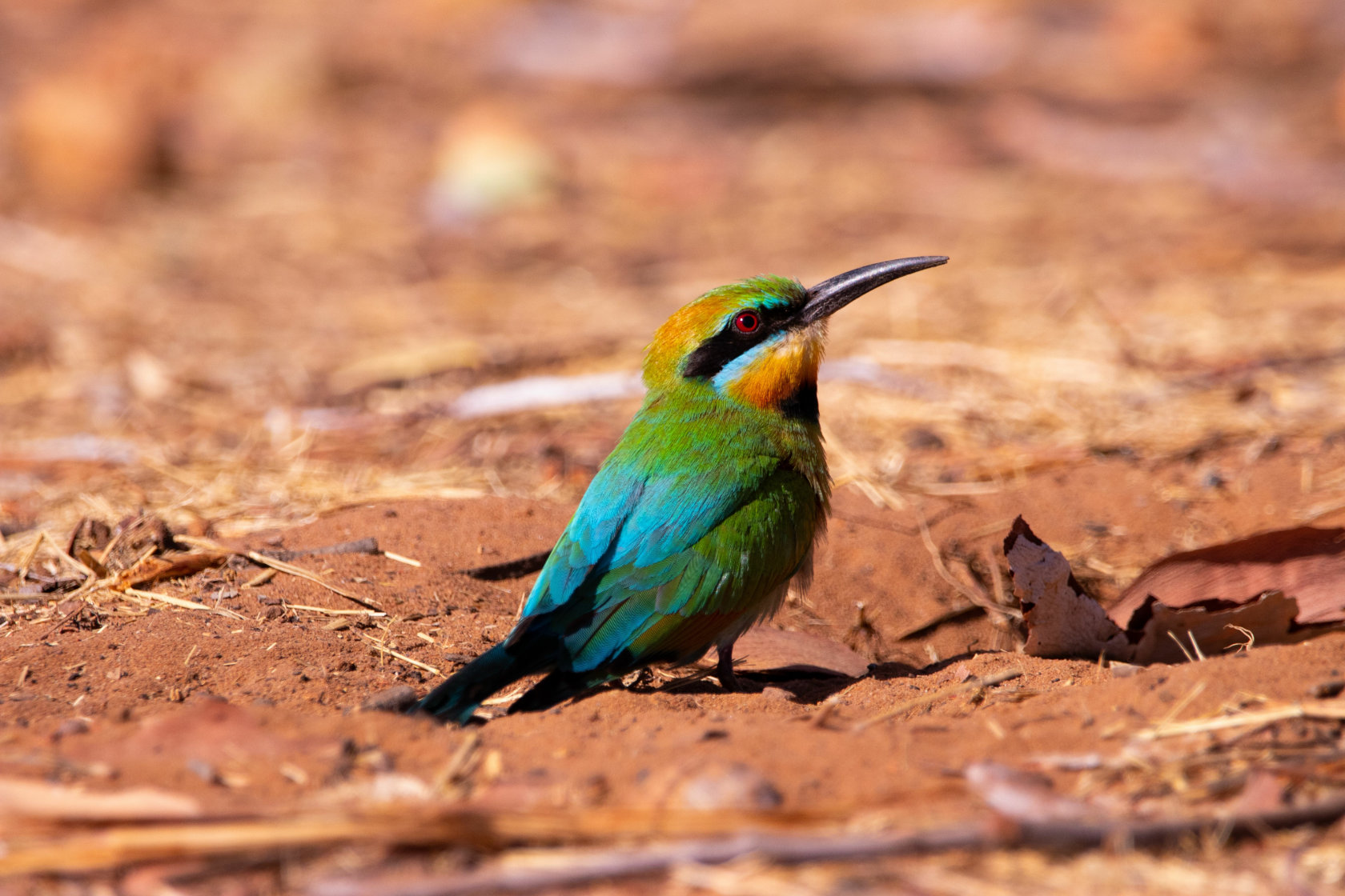 Closeup shot of a Rainbow bee-eater on a ground