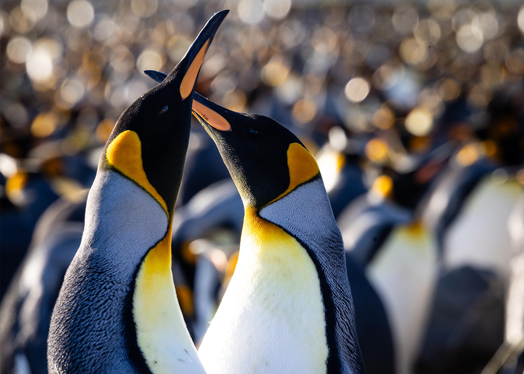 King Penguin, Fortuna_Bay, South Georgia