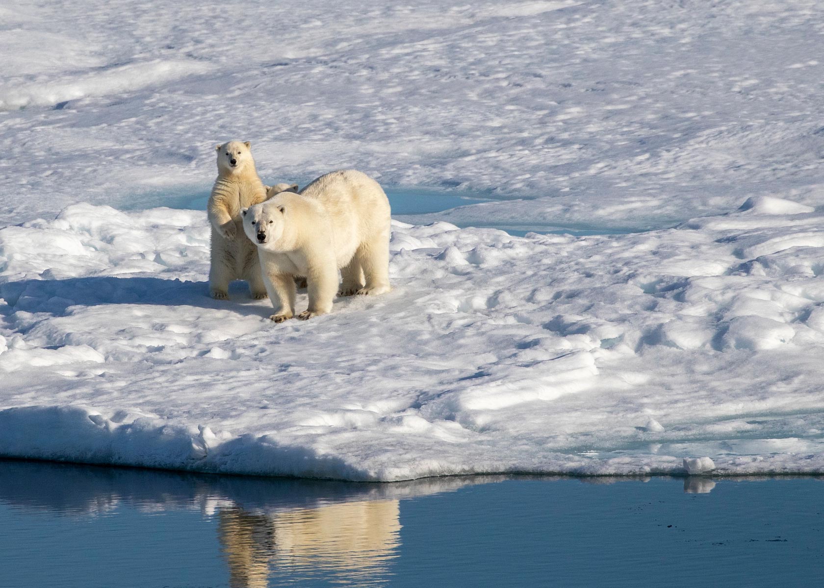 Polar Bears