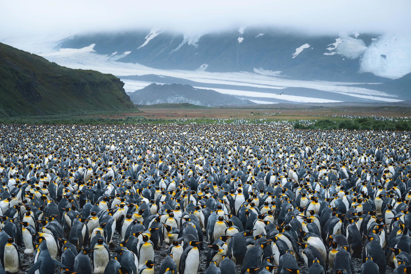 King Penguins at the Valley of the Kings
