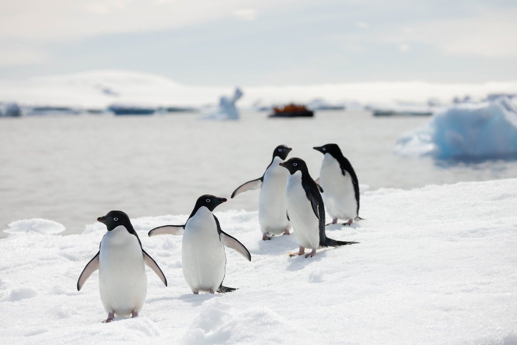 Penguins