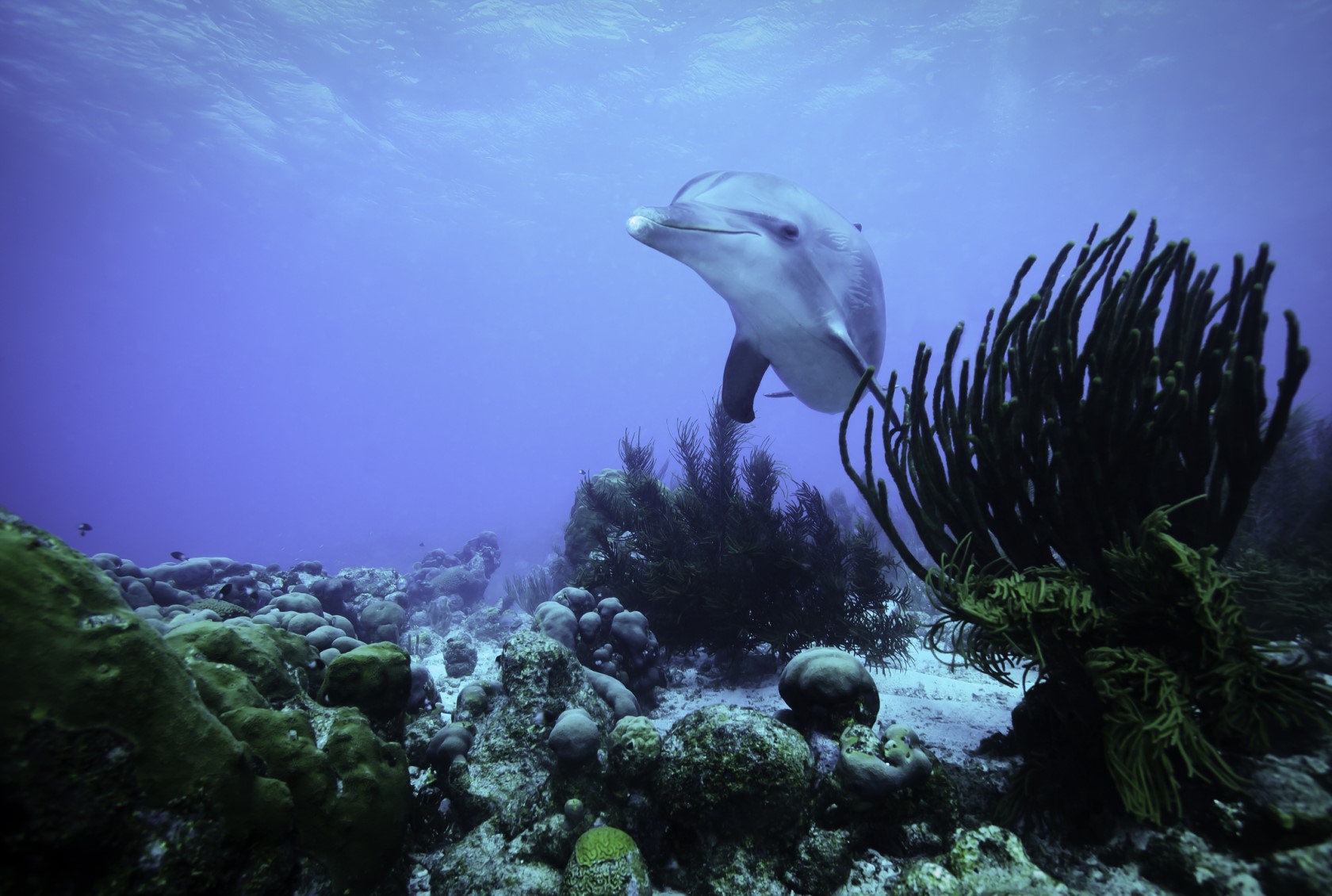 A curious dolphin in the clear blue waters of the Caribbean