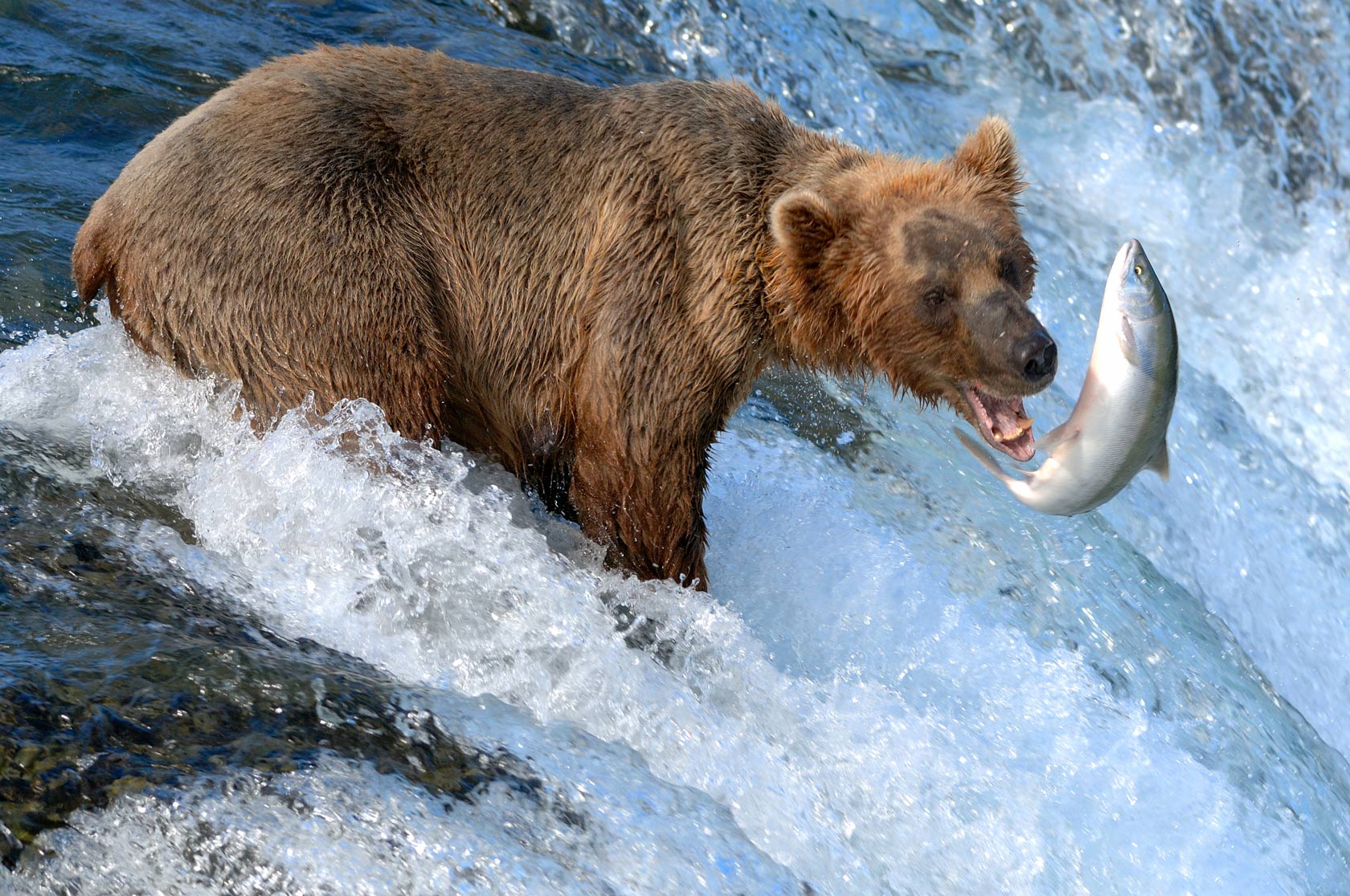 Alaska Bear Salmon