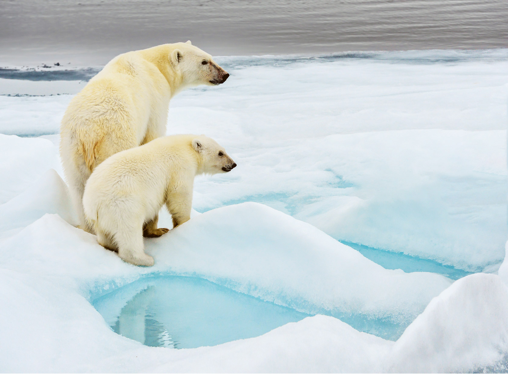 polar bear mother and cub along ice floe in arctic ocean above norway's svalbard islands