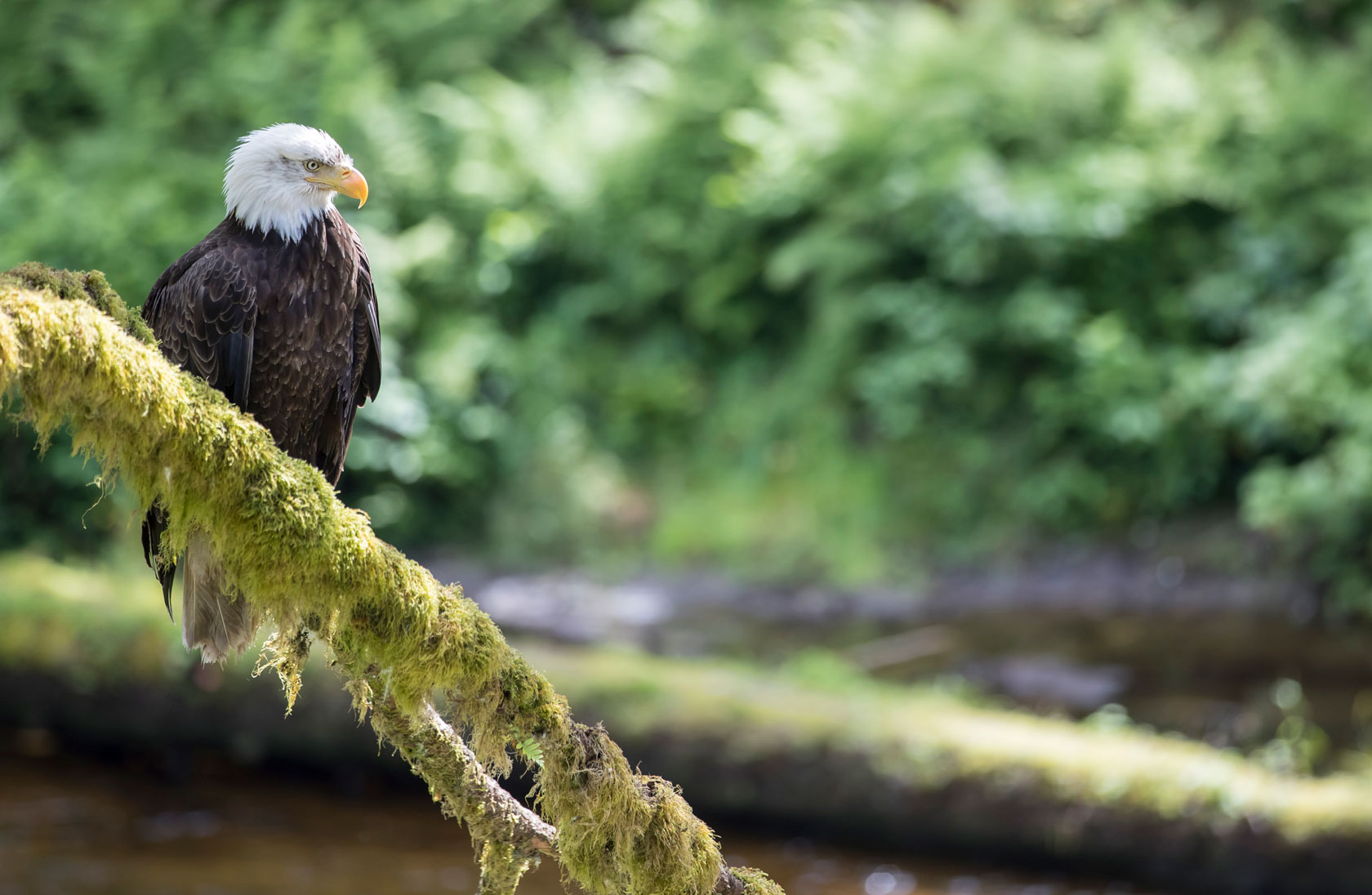 Bald eagle near Anan Creek, Southeast Alaska