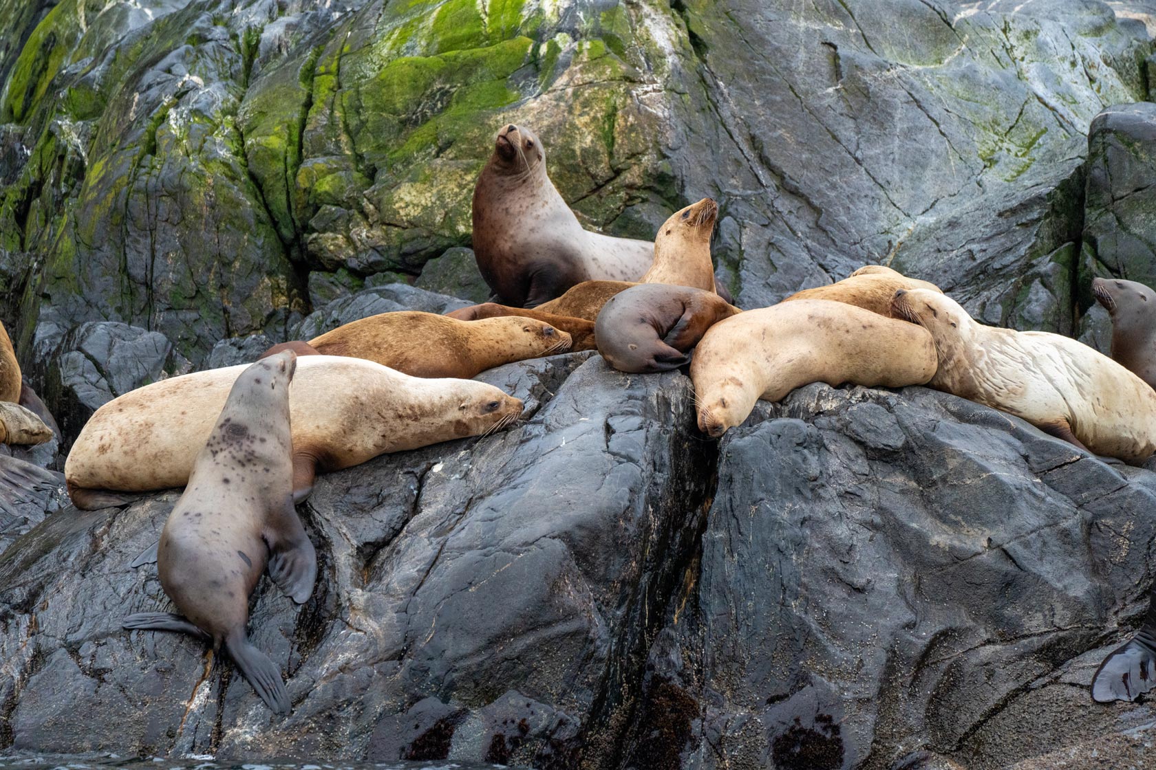 Stellar Sea Lions