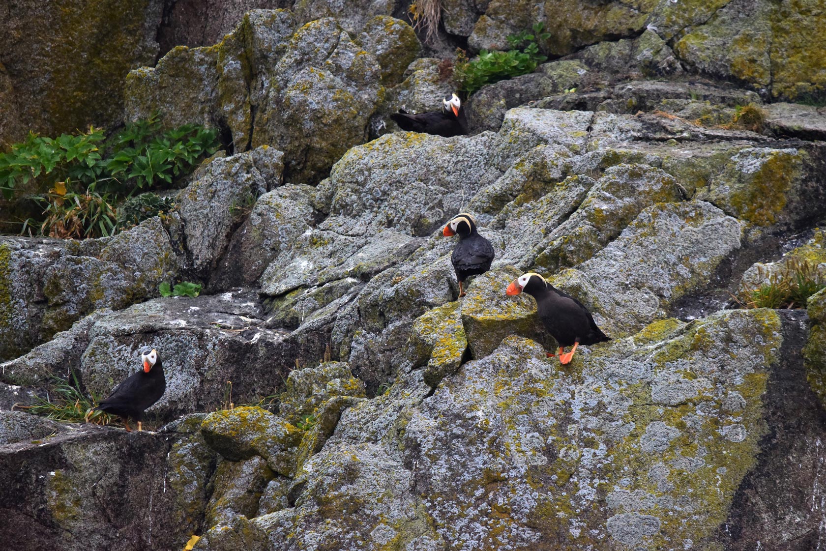 Puffins