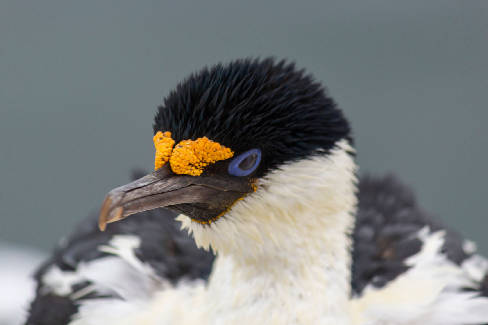 Shag
