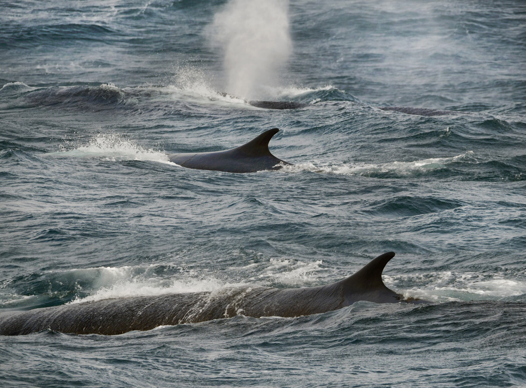 Whale