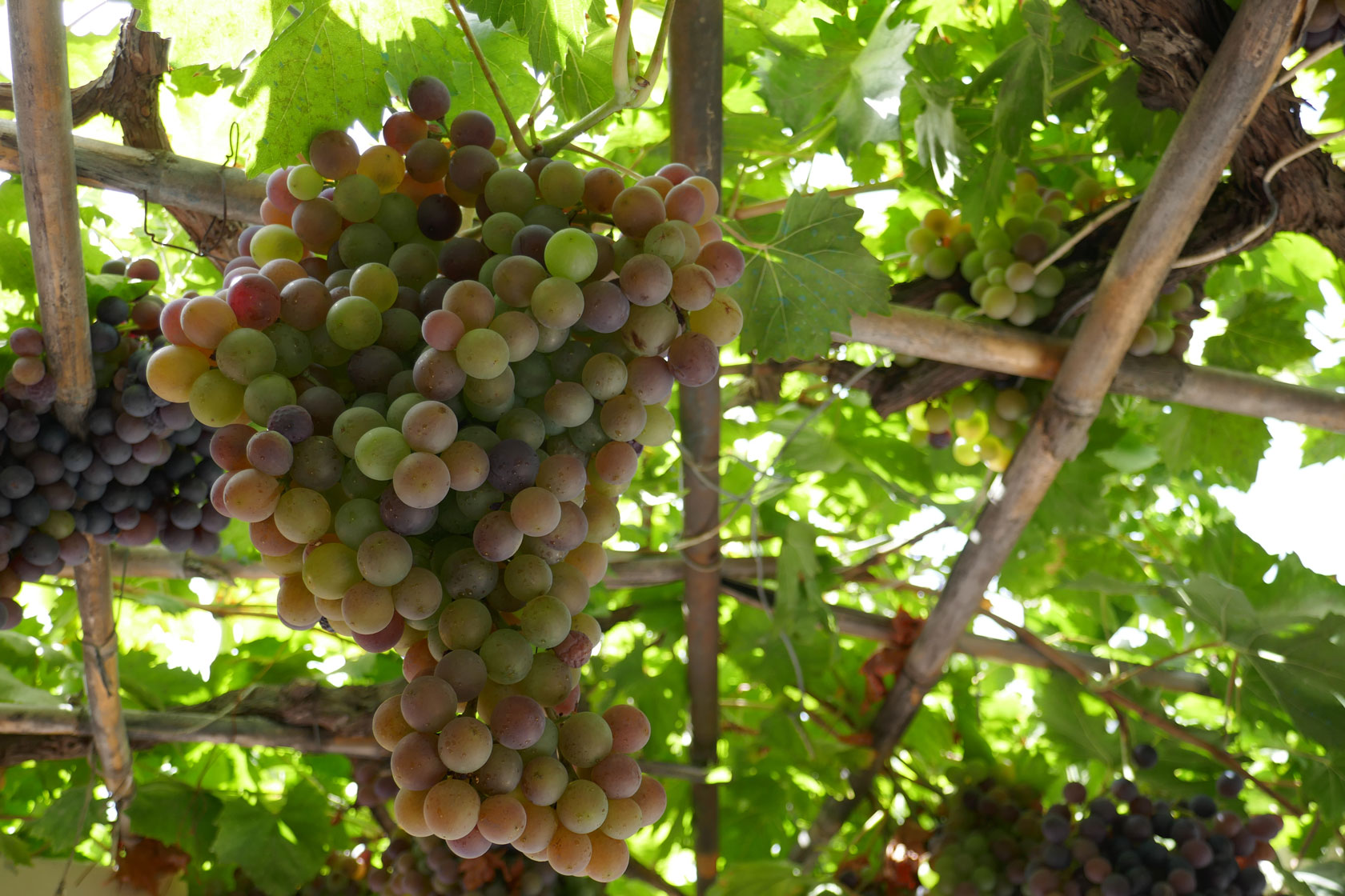 Greek wine grapes