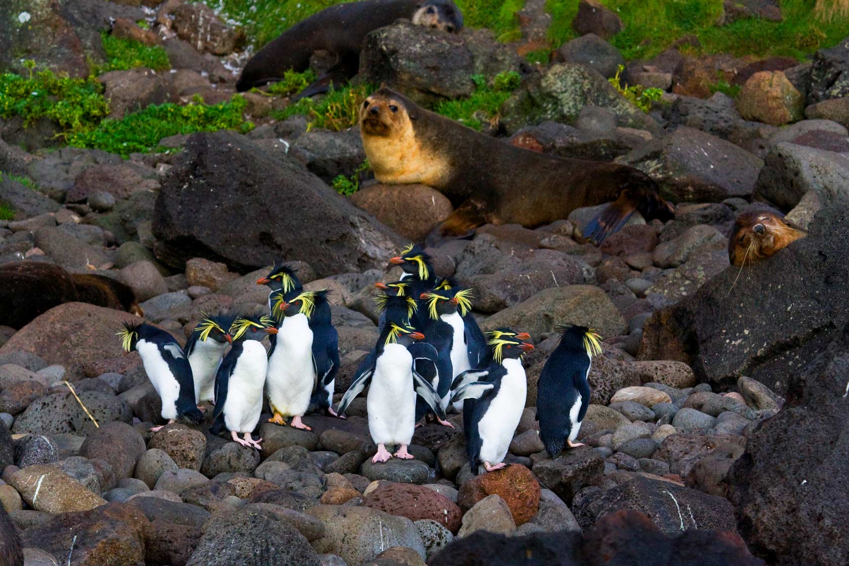 Northern Rockhopper Penguins