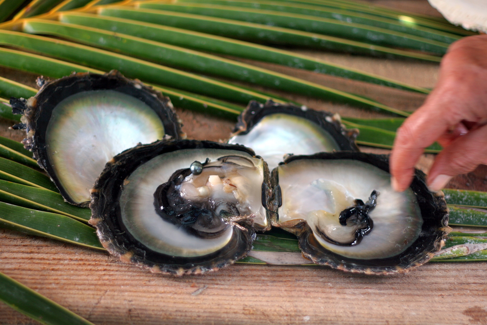 Oyster with black pearl