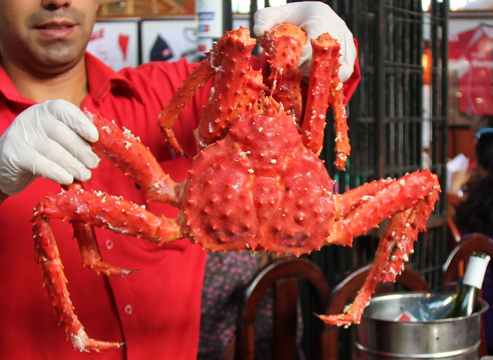 Caught off the coast of Chile, the Chilean King Crab, which is a cousin to the Alaskan King Crab, is an expensive and tasty dish in Chile's restaurants.
