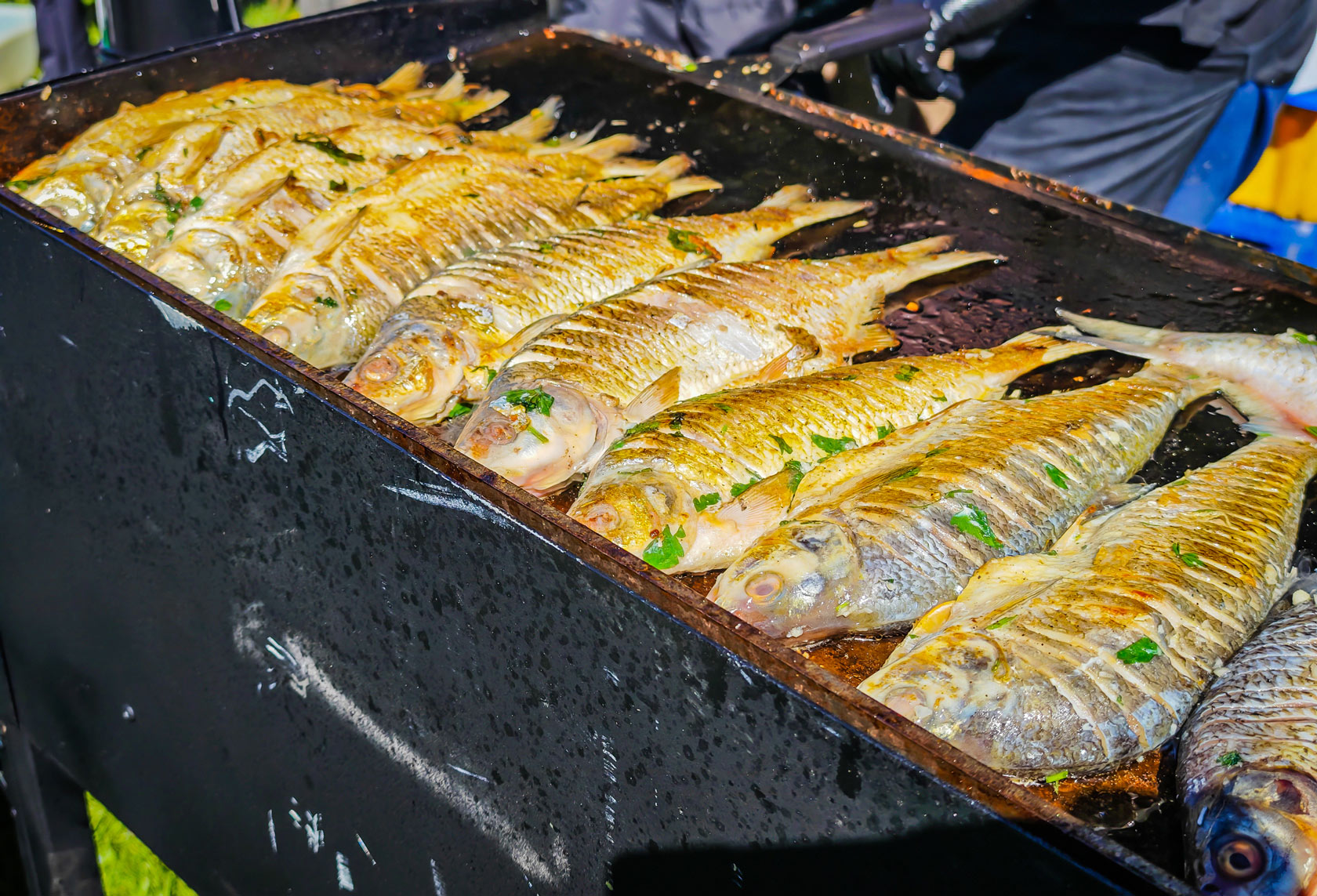Fish