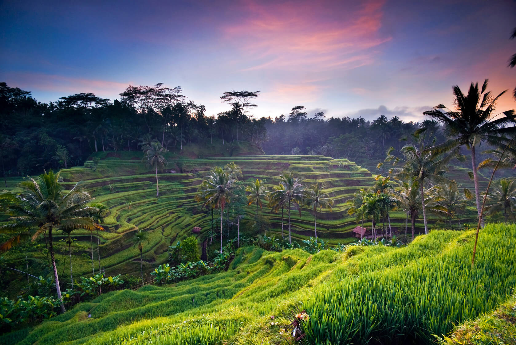 Rice pads in Bali 