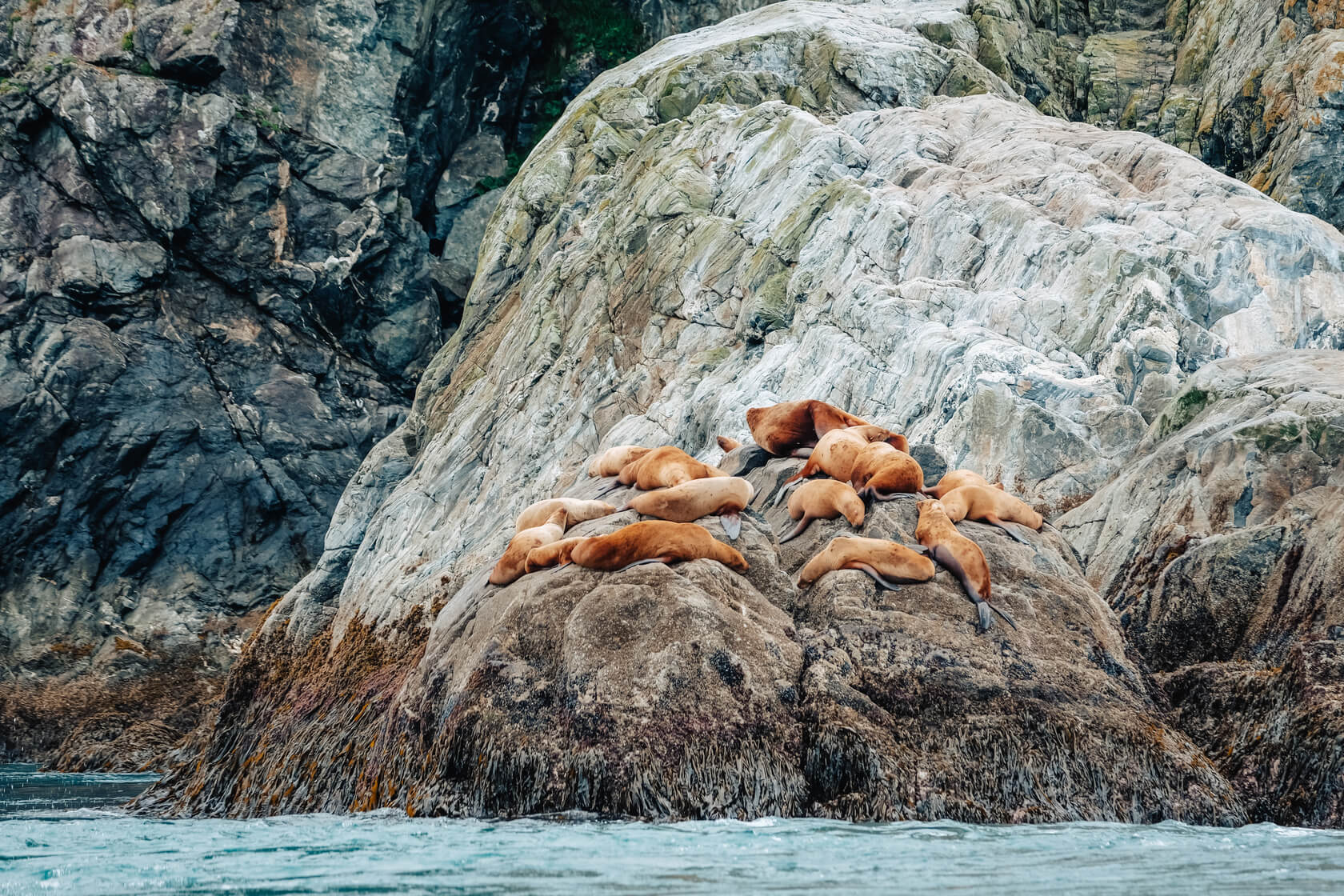 Walruses lounging on a rock