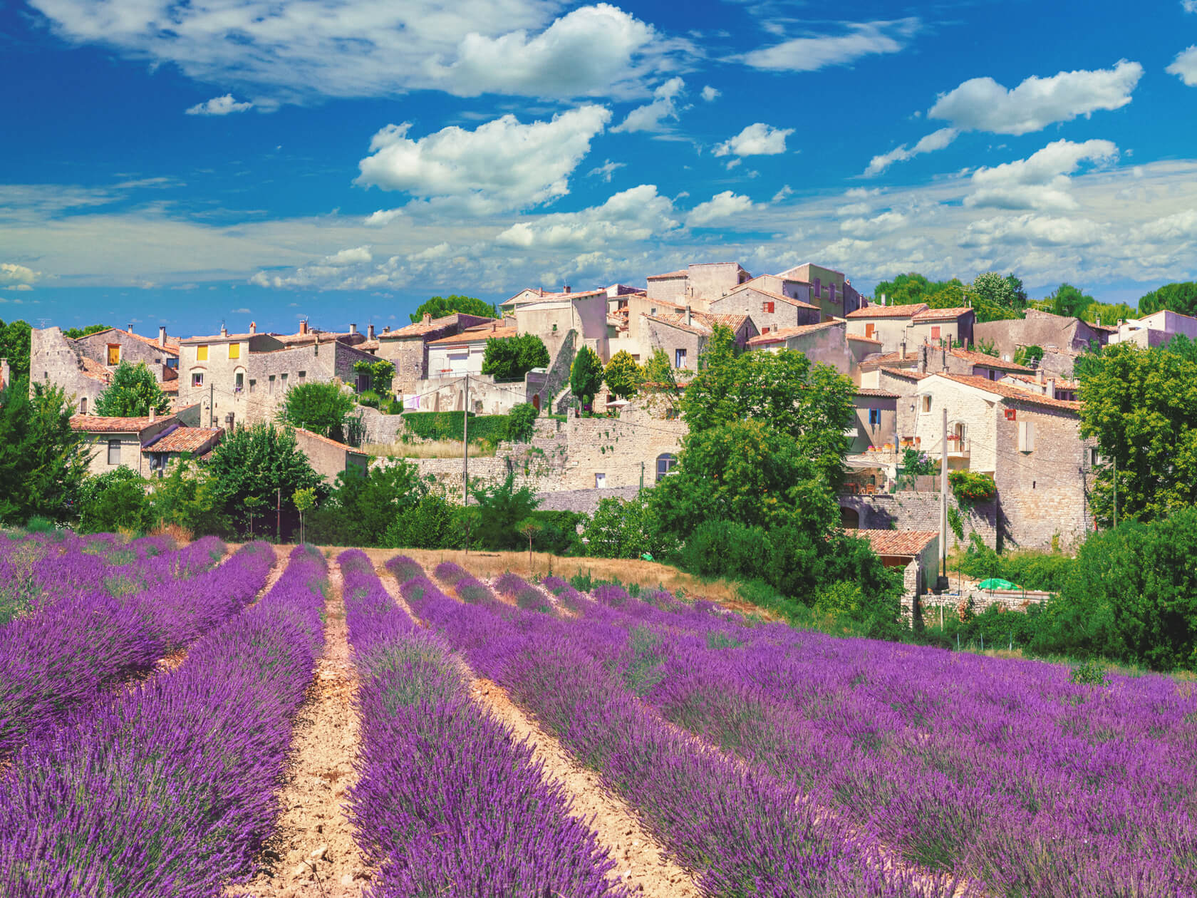 Lavender Fields. Town of Cereste in Provence, France 
