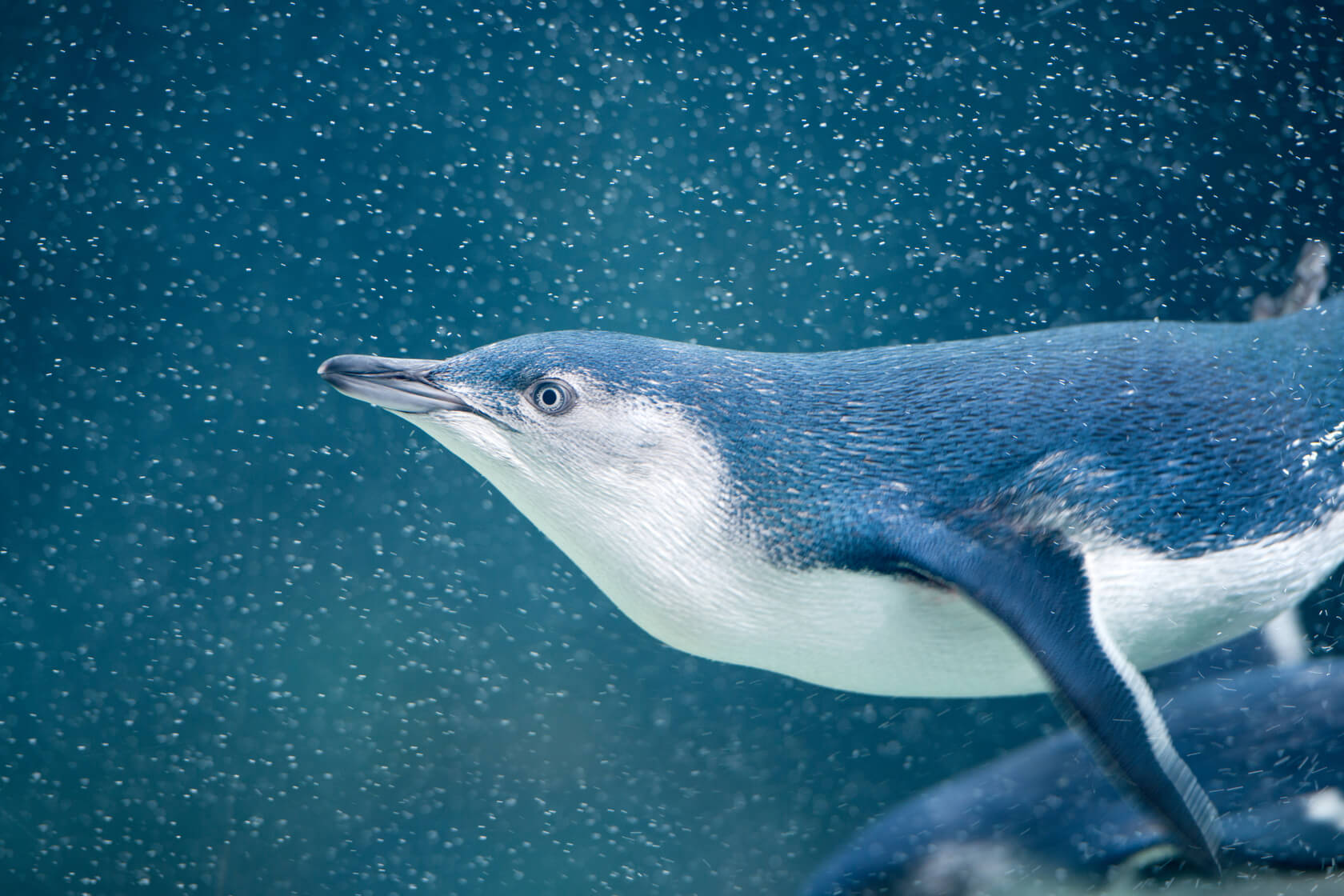 What To Know About the Phillip Island Park Penguins | Current by Seabourn