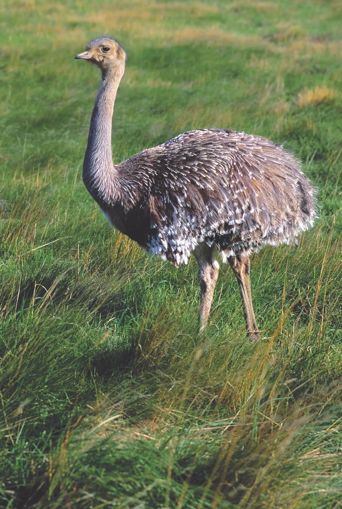 A Rhea, a native flightless bird of Patagonia