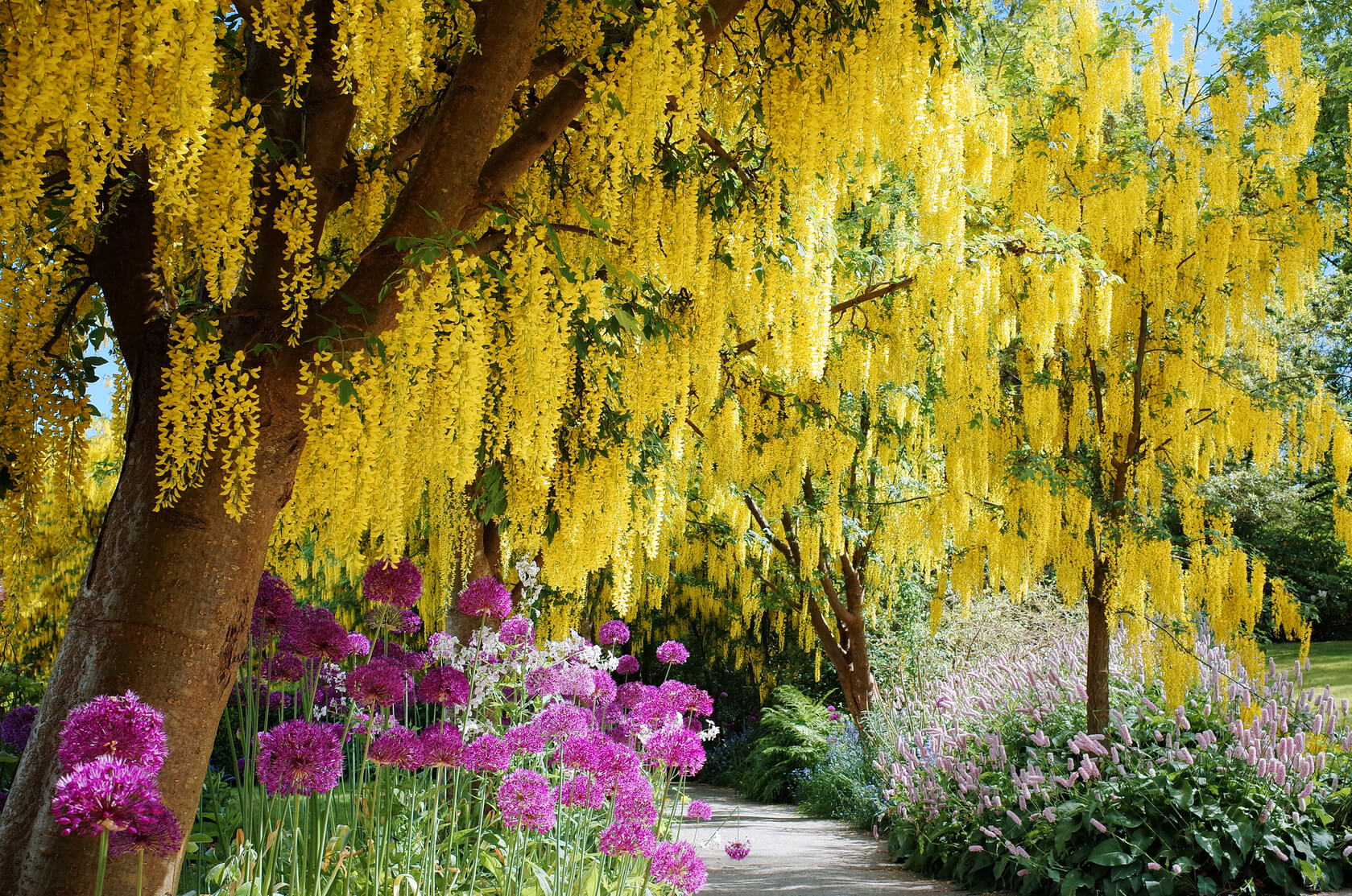 VanDusen Botanical Garden, Beautiful Laburnum (Golden Chain) blossoms in the mid of May at VanDusen Botanical Garden in Vancouver, BC Canada.