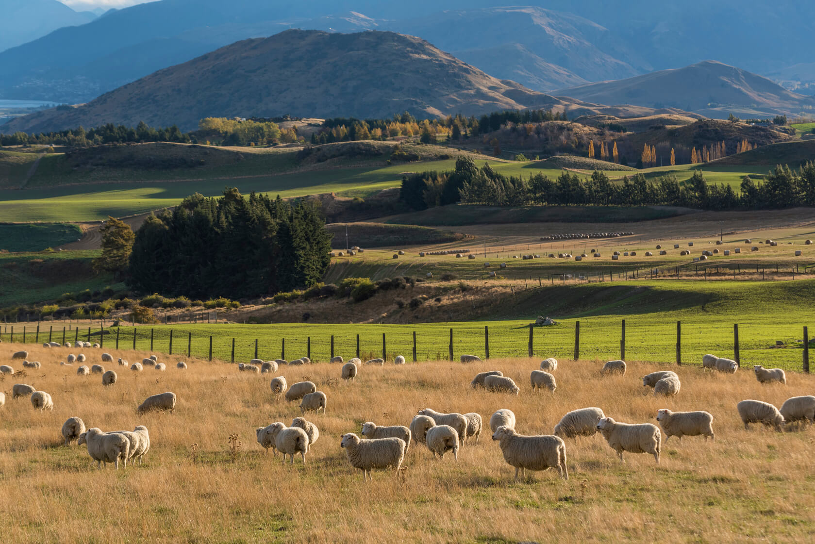 Sheep farm with grassland in scenic view at New Zealand