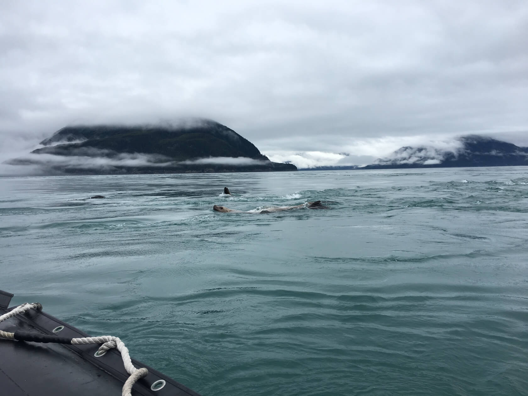 Walrus Swimming in Alaskan waters
