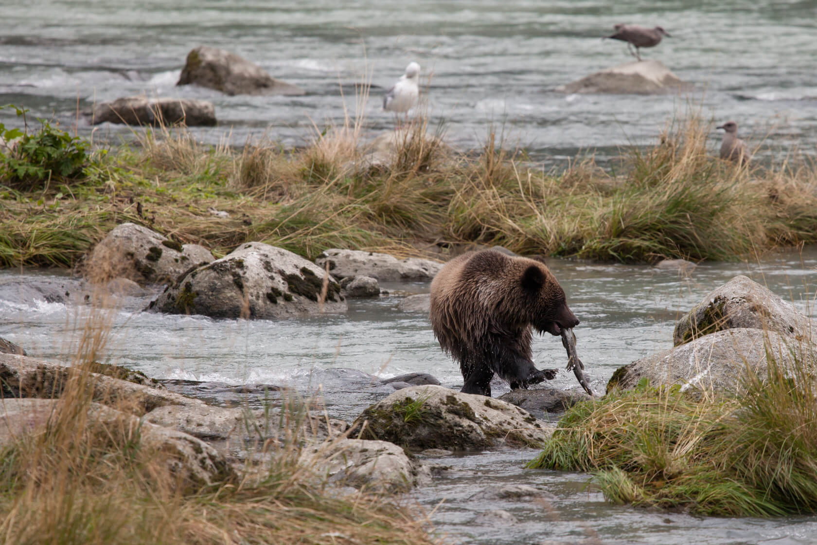 Bear in Alaskan water with fish in mouth