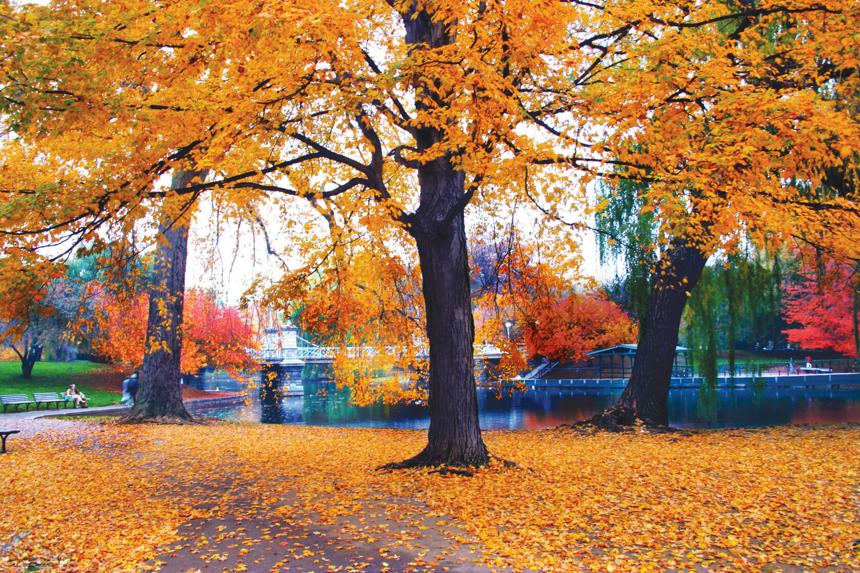 Boston, Foliage, Fall, Park
