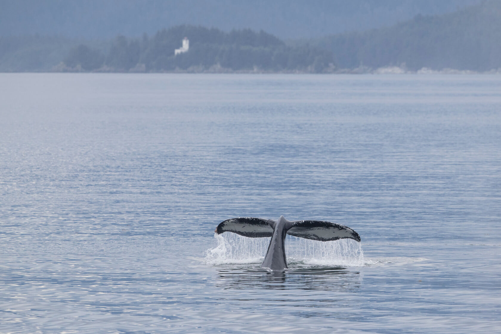 Alaska, Humpback Whale, ocean