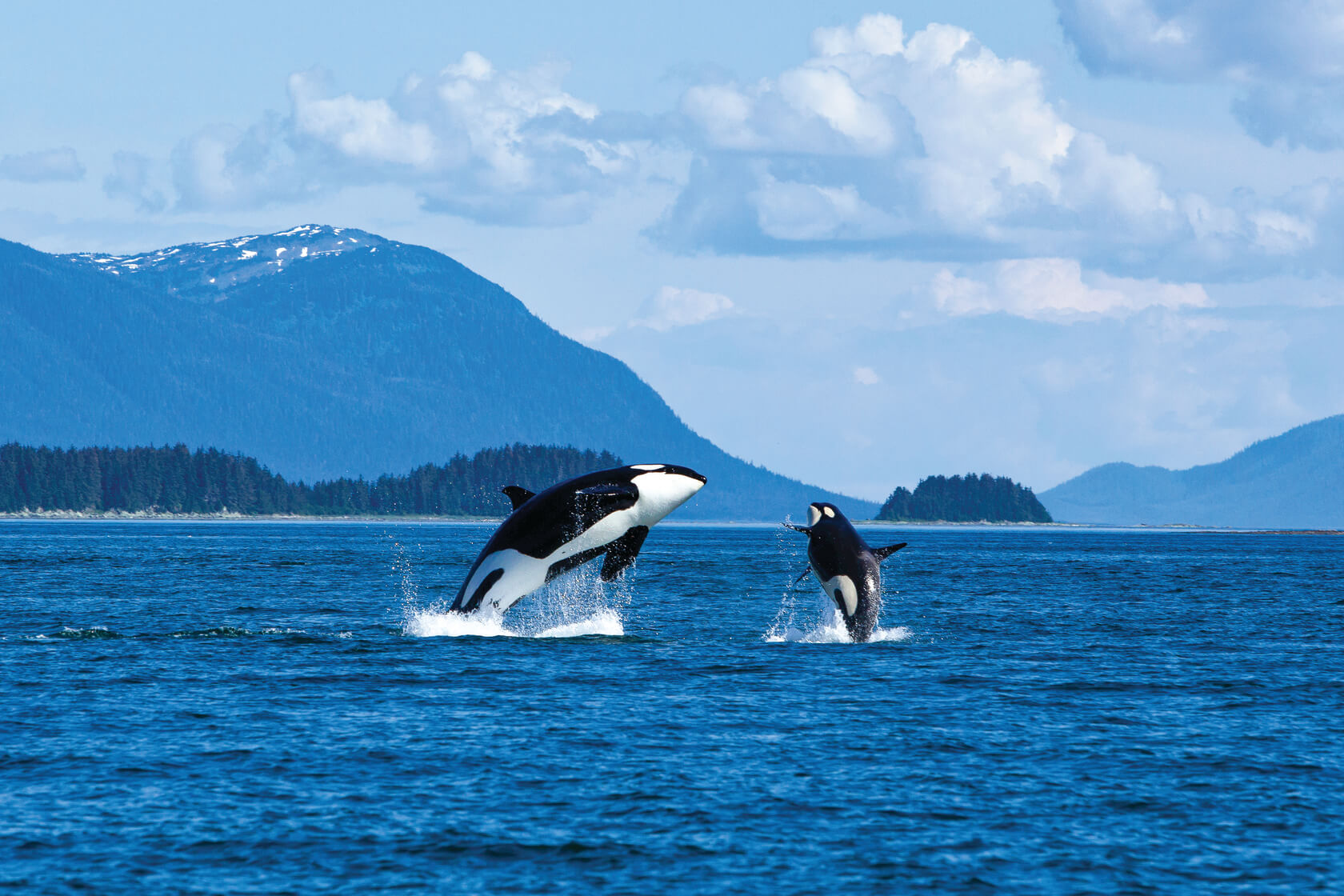 Two Killer whales breaching in waters off Alaska