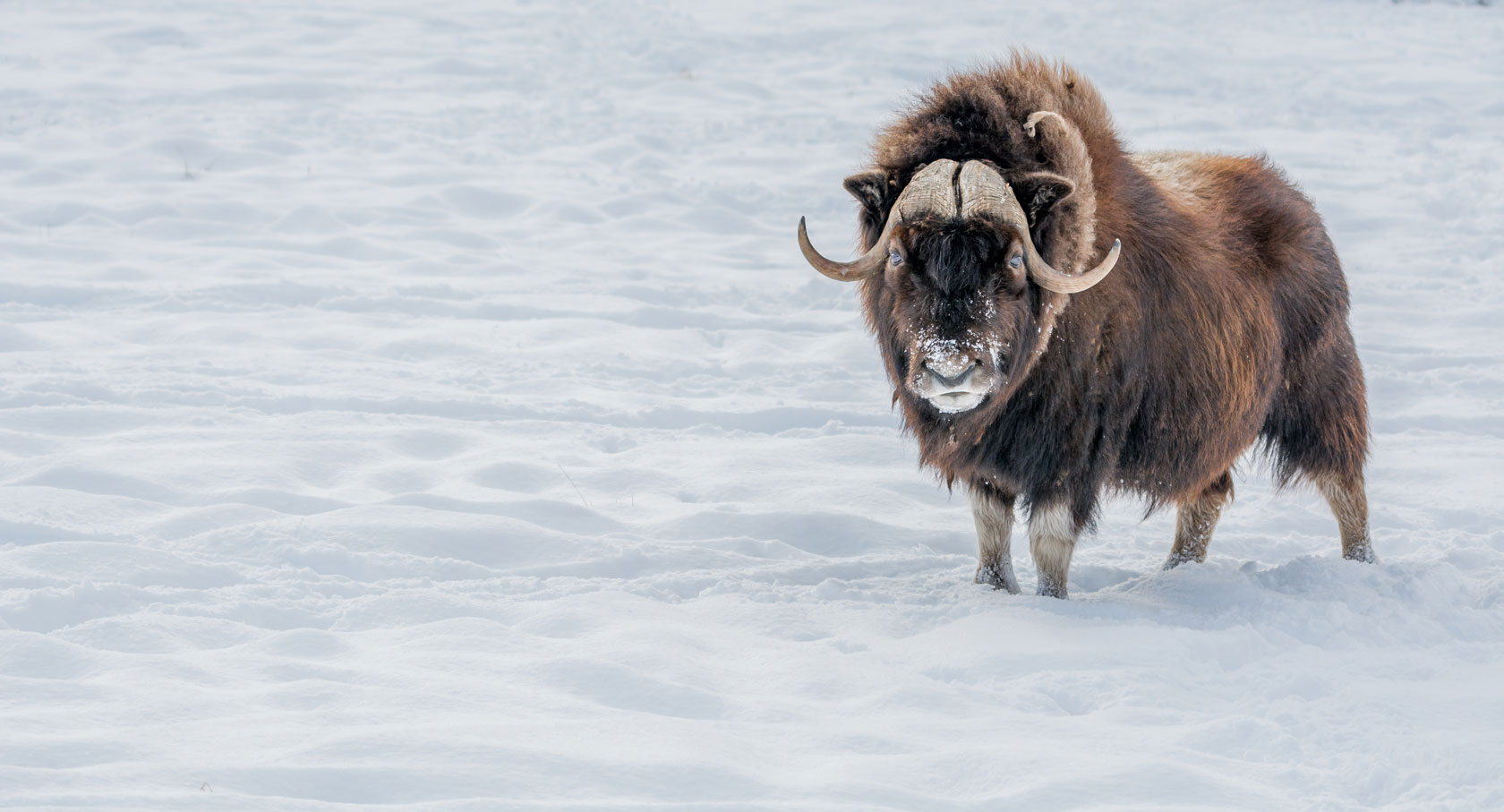 Muskox standing in the snow