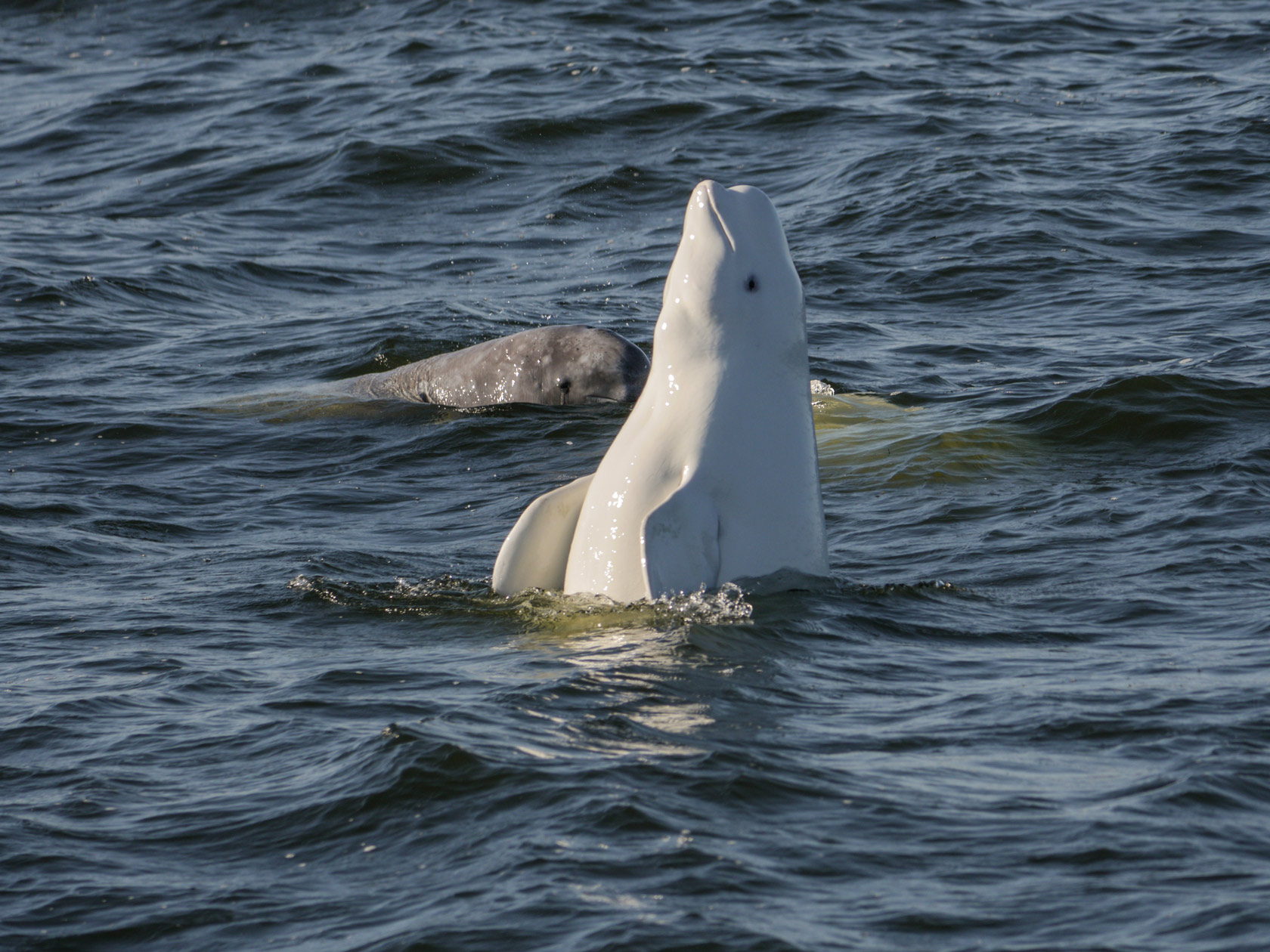 Beluga Whale