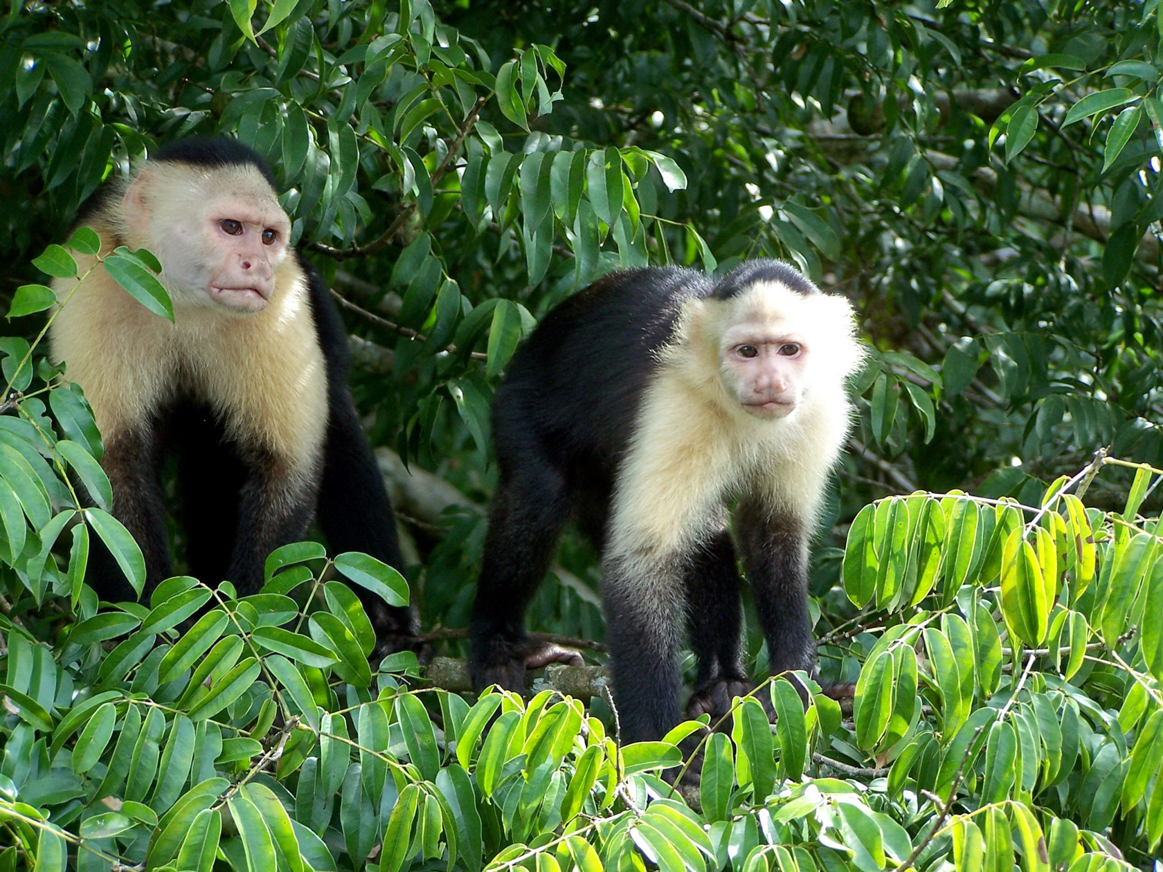 Caupchin monkeys on Monkey Island in Lake Gatun, on the Panama Canal