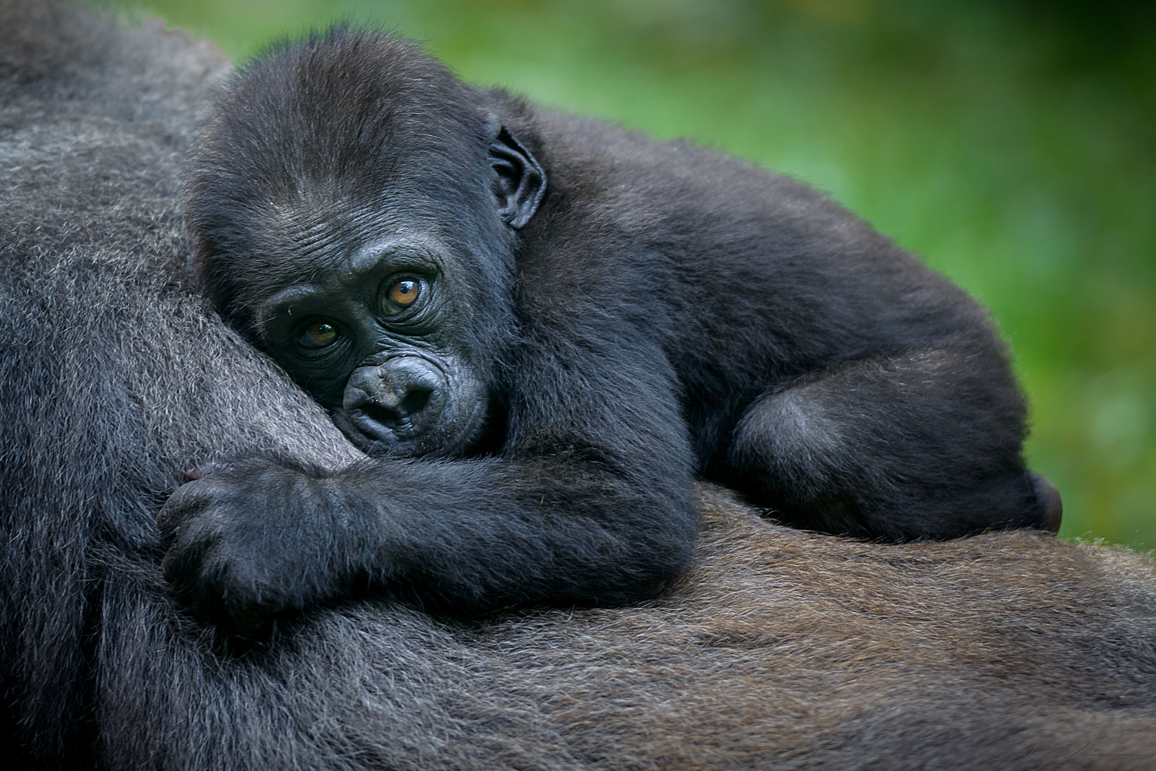 A gorilla baby